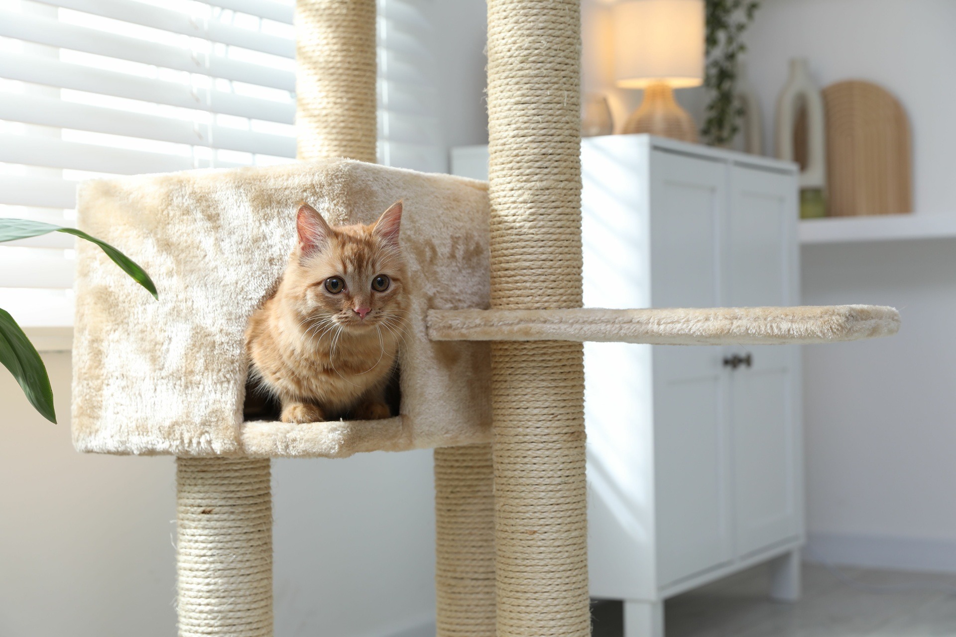 Katze sitzt im Kratzbaum im Wohnzimmer | Bio Hundefutter