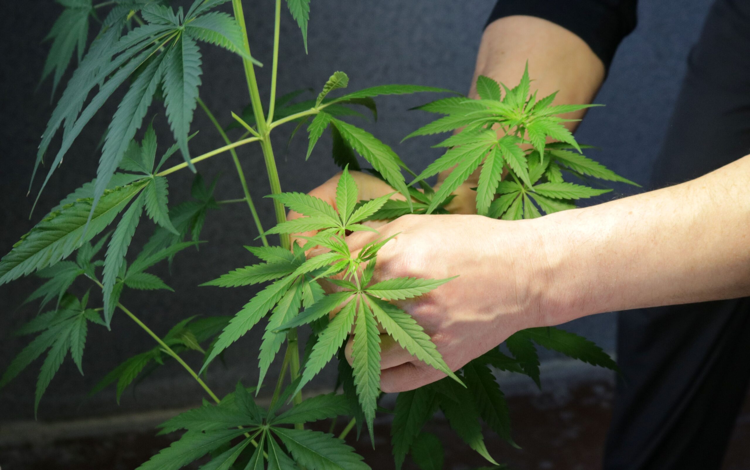 Cannabis Stecklinge_